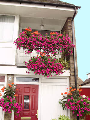 Bay Trees end August 2008